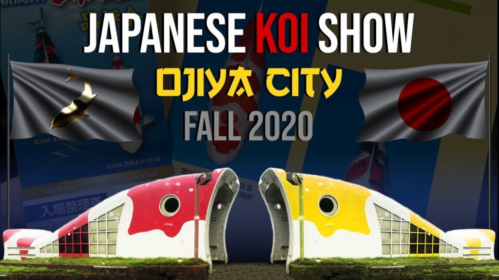 JAPANESE KOI SHOW OJIYA CITY, NIIGATA JAPAN JAPANESE KOI SHOW **OJIYA CITY, NIIGATA JAPAN