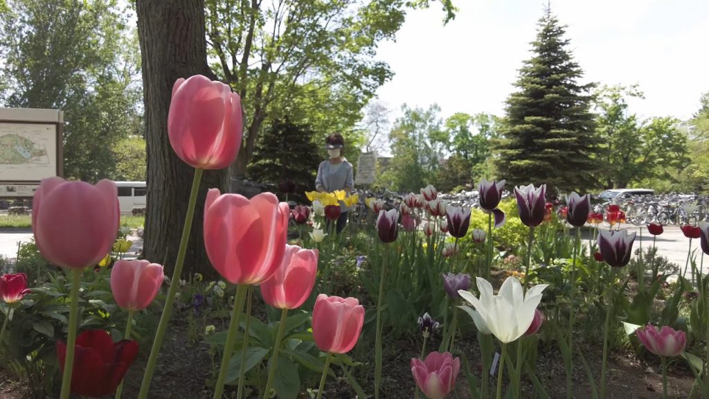 【4K】2022 日本 北海道 札幌 中央区 中島公園 散策【Binaural Audio】