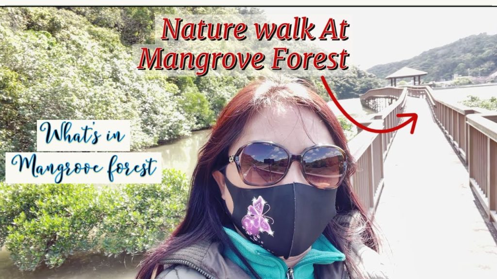 Exploring Mangrove Forest マングローブの森 At Nago, Okinawa 🇯🇵