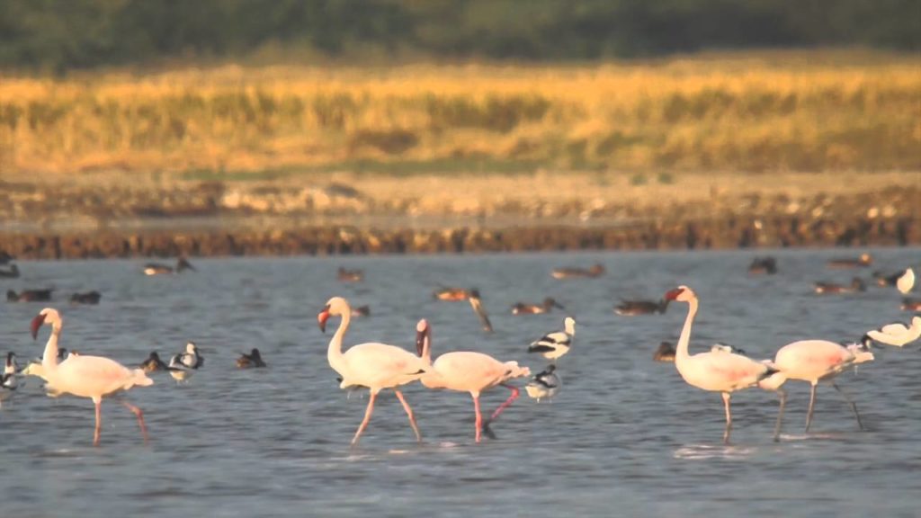 BIRDS OF GUJARAT - Birding in Little Rann of Kutch