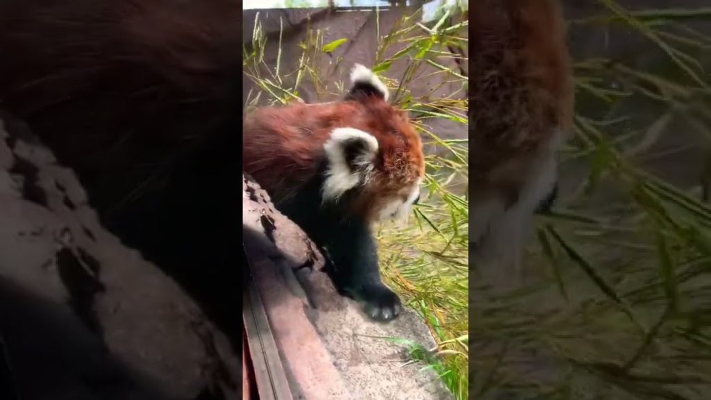 レッサーパンダのお食事風景永遠と見てられる【那須どうぶつ王国】