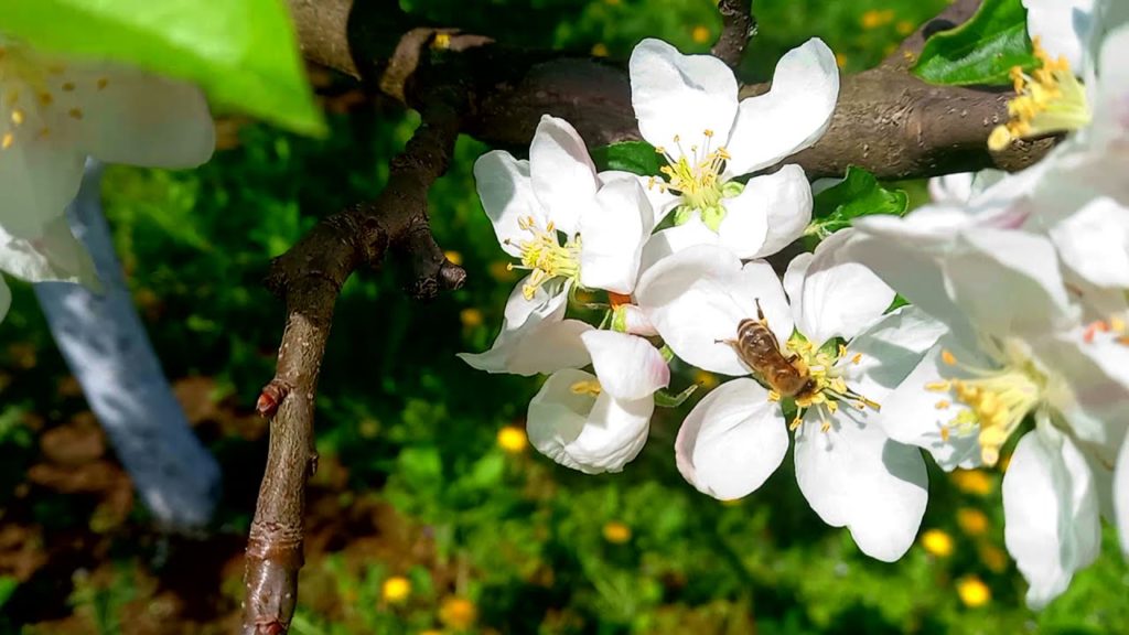 4k Spring Garden Tour and Early Spring Flowers with Birds Singing and Chirping.Relaxing nature sound 4k Spring Garden Tour and Early Spring Flowers with Birds Singing and Chirping.Relaxing nature sound