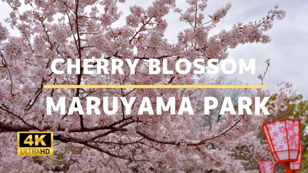 Maruyama Park (Cherry Blossom) - 4K Virtual Walking Tour In Kyoto | Japan Travel Guide