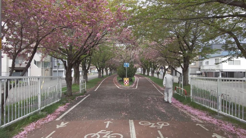 【4K】2022 日本 北海道 札幌 白石区 東札幌 白石こころーど 桜 散歩【Binaural Audio】 【4K】2022 日本 北海道 札幌 白石区 東札幌 白石こころーど 桜 散歩【Binaural Audio】