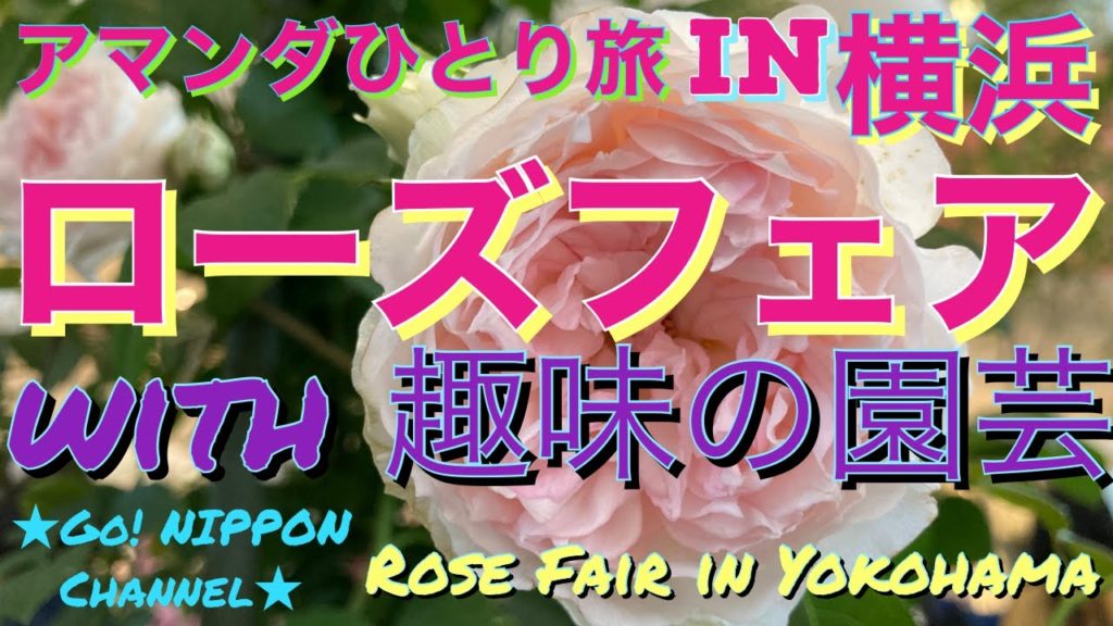 アマンダひとり旅 ローズフェア@横浜市役所編 The Rose Fair @ the Yokohama City Hall アマンダひとり旅 ローズフェア@横浜市役所編 The Rose Fair @ the Yokohama City Hall