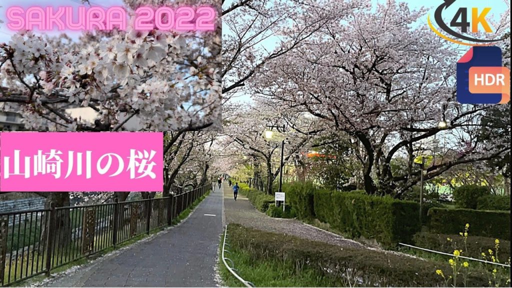 Japan Cherry Blossoms - Mizuho, Nagoya [Yamazaki River] 山崎川の桜