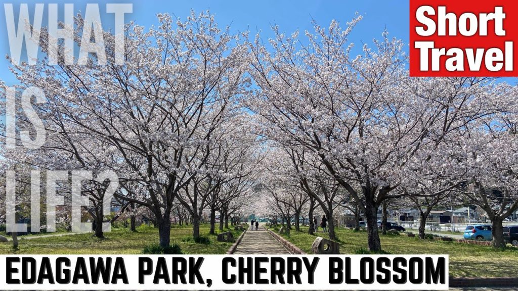 [TVL #21] EDAGAWA PARK, CHERRY BLOSSOM FLOWERS (Kochi prefecture, Japan) [Shorts Travel]