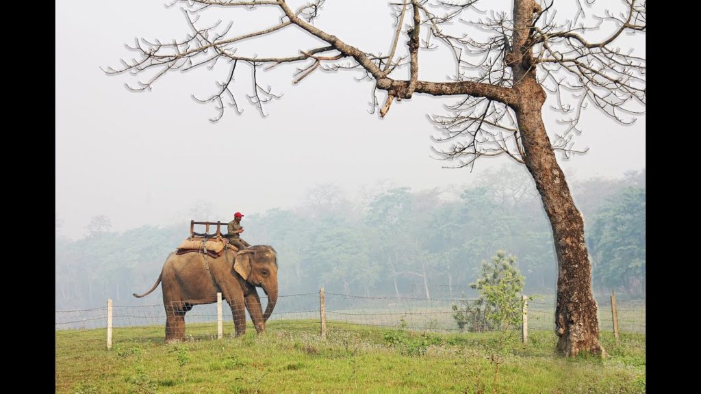 Sauraha vlog || chilly chiran ||