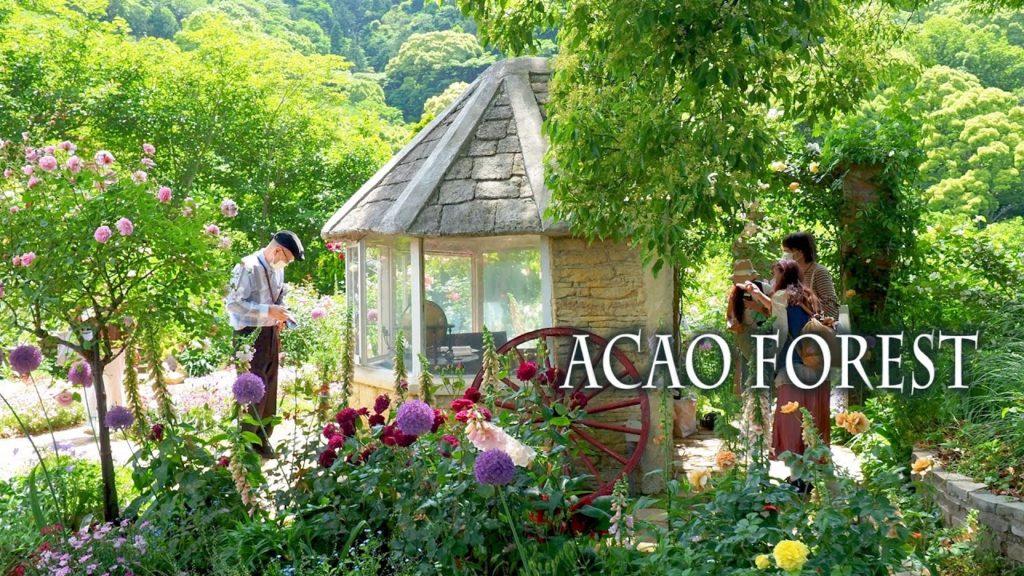 ACAO FOREST 2022 Spring Rose Garden. #4K  アカオ フォレスト