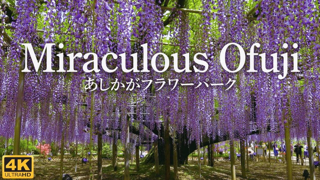 4K映像【奇跡の大藤】一度は見たい感動の絶景を癒しのBGMと共に  Japan Wisteria Flowers Ashikaga Flower Parkあしかがフラワーパーク 足利 旅行 観光 4K映像【奇跡の大藤】一度は見たい感動の絶景を癒しのBGMと共に  Japan Wisteria Flowers Ashikaga Flower Parkあしかがフラワーパーク 足利 旅行 観光