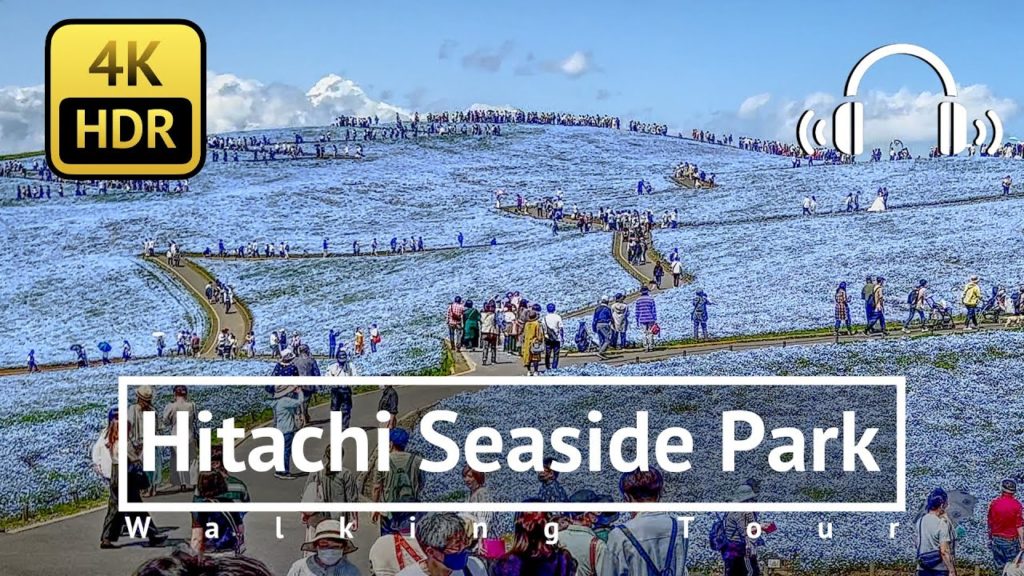 [4K/HDR/Binaural] Hitachi Seaside Park Walking Tour - Ibaraki Japan