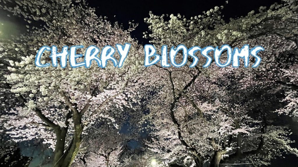[Vlog] Kotobuki Central Park with Night Cherry Blossoms | Tokyo Sightseeing, Japan