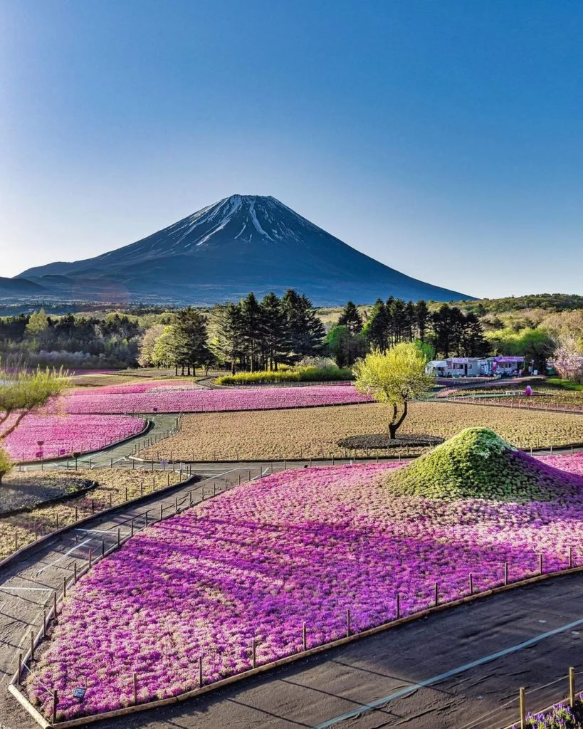 Fuji and flowers = a dynamic duo if we've ever seen one! This incredible view ca...