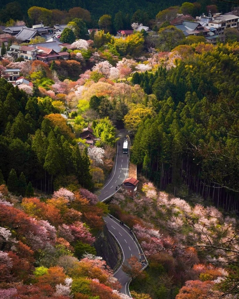Visit Japan: While the cherry blossoms have all but finished on the mainland, making their wa… While the cherry blossoms have all but finished on the mainland, making their wa...