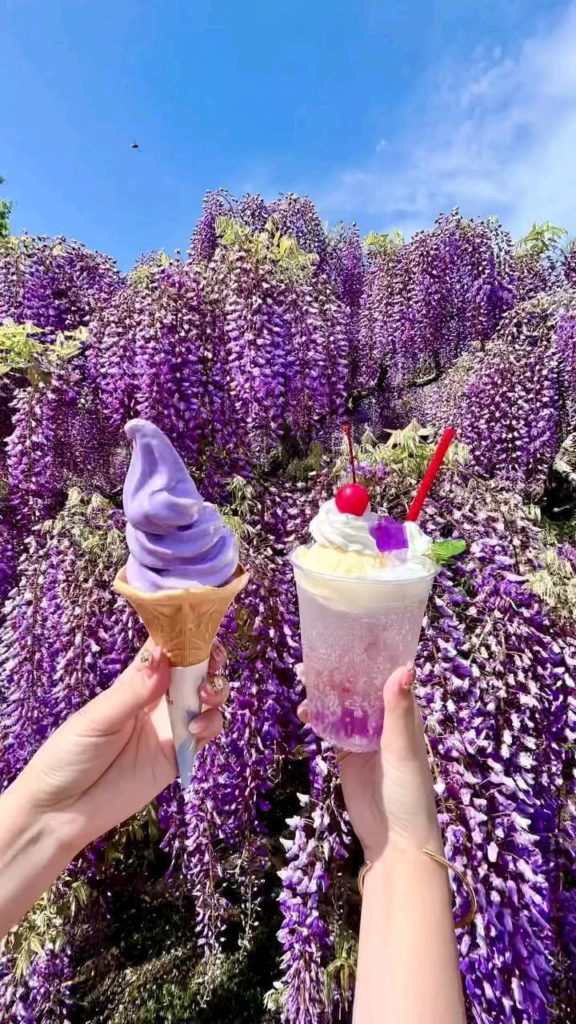 Seasonal blooms and seasonal sweets! 
: @kanaho_nishimura
-----
Ashikaga Flower...