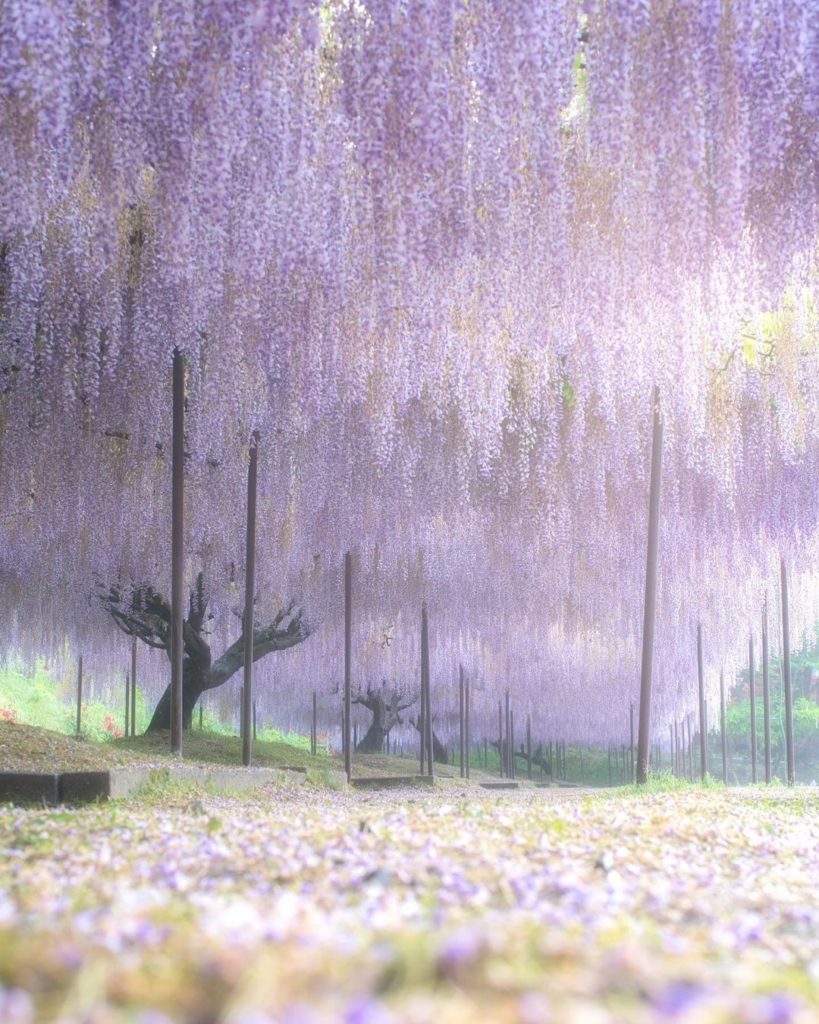 Have you ever been under a rolling pink sea of blooming wisterias? 
While ostens...