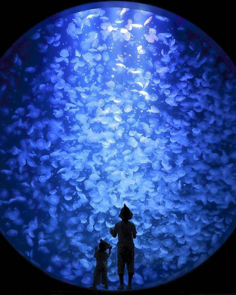 Do you know which aquarium has the largest variety of jellyfish on display? 
Kam...