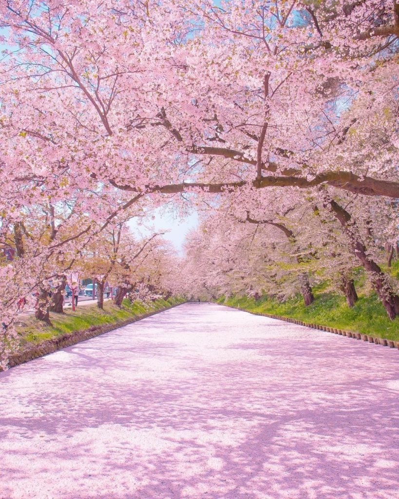 Visit Japan: Hirosaki Park rolls out the pink carpet!
From late April to early May, Hiros… Hirosaki Park rolls out the pink carpet!
From late April to early May, Hiros...