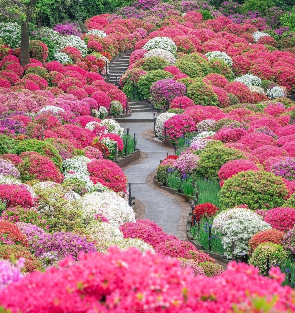 Visit Japan: As if there wasn’t already enough to love about Japan in spring!
The Azalea … As if there wasn't already enough to love about Japan in spring!
The Azalea ...
