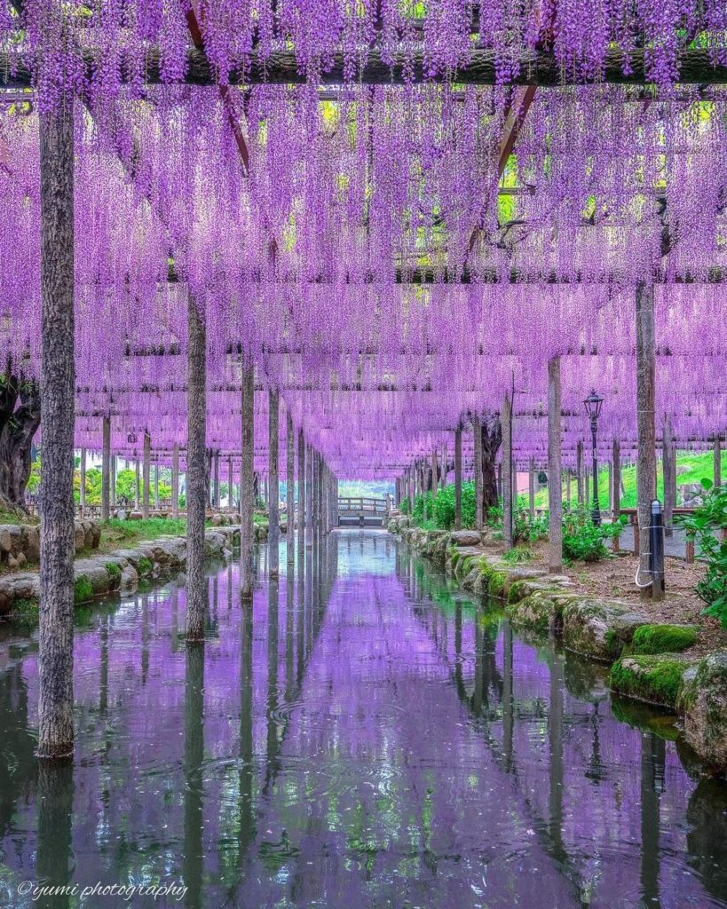 Visit Japan: Have you ever walked along a river beneath blooming purple wisterias?
There is … Have you ever walked along a river beneath blooming purple wisterias?
There is ...