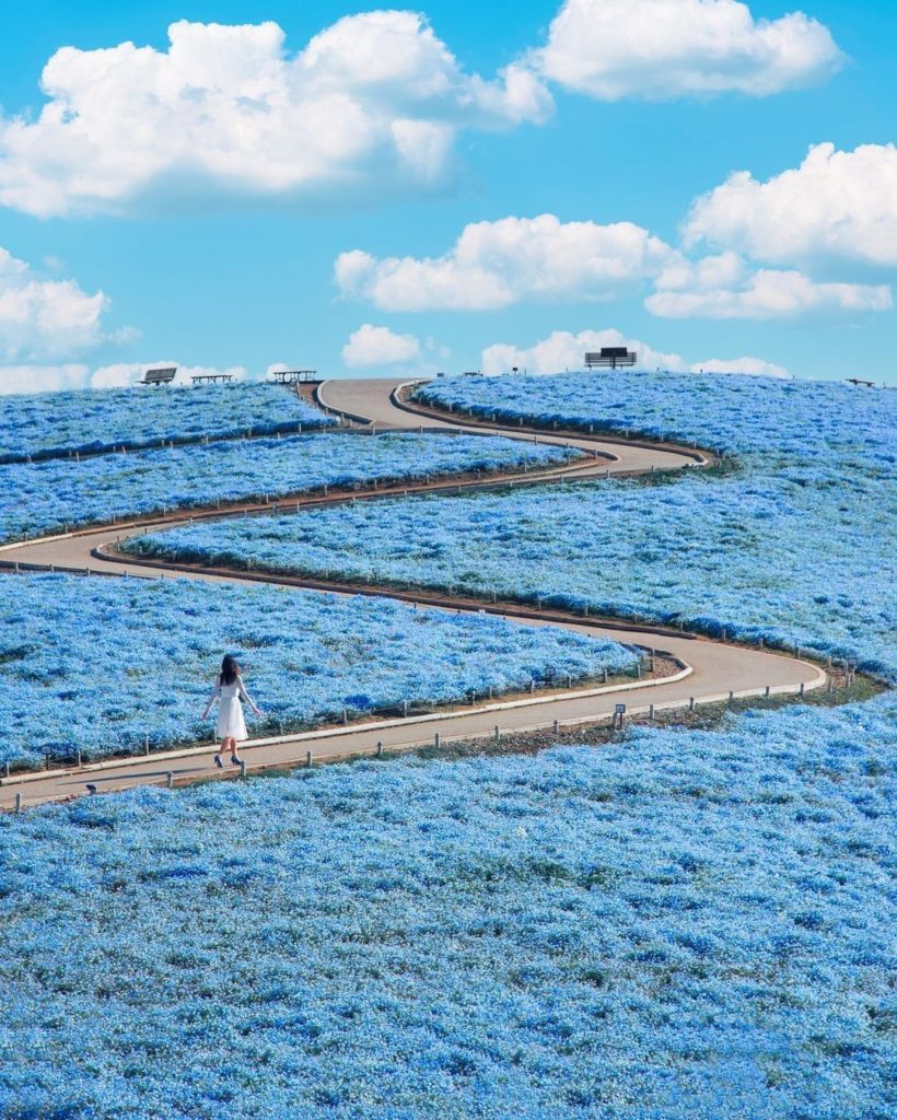 Have you ever seen a field of blue flowers so thick that it looks like an ocean?...