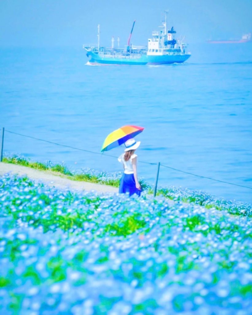 From early April to early May at the Osaka Maishima Seaside Park, you can see a ...