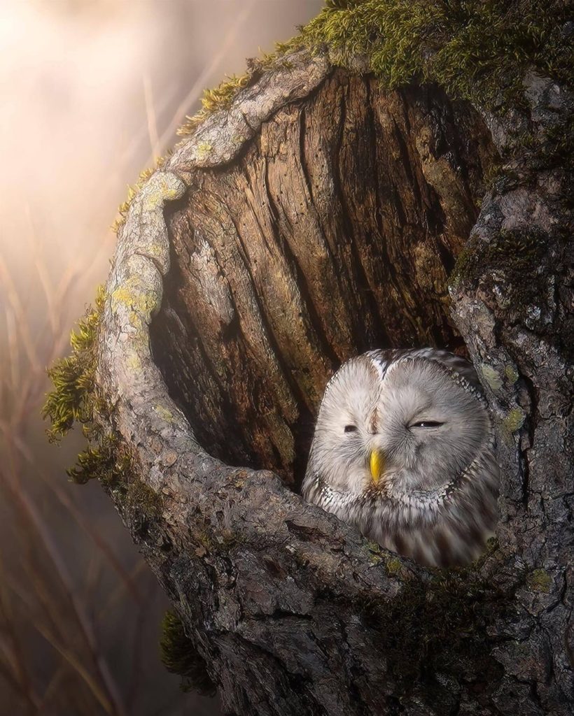 A shaft of sunlight illuminates an Ezo Fukuro owl!  Known as “The God of Hunting...