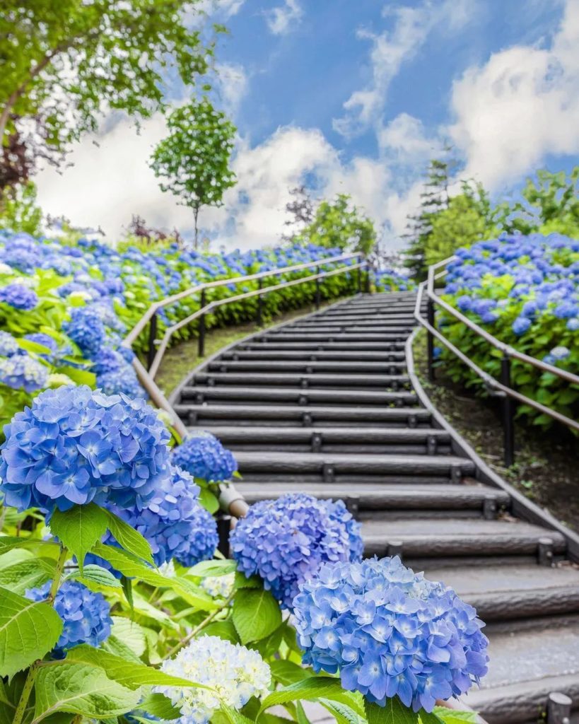 Things to love about this time of year = hydrangeas begin to pop up! A great pla...