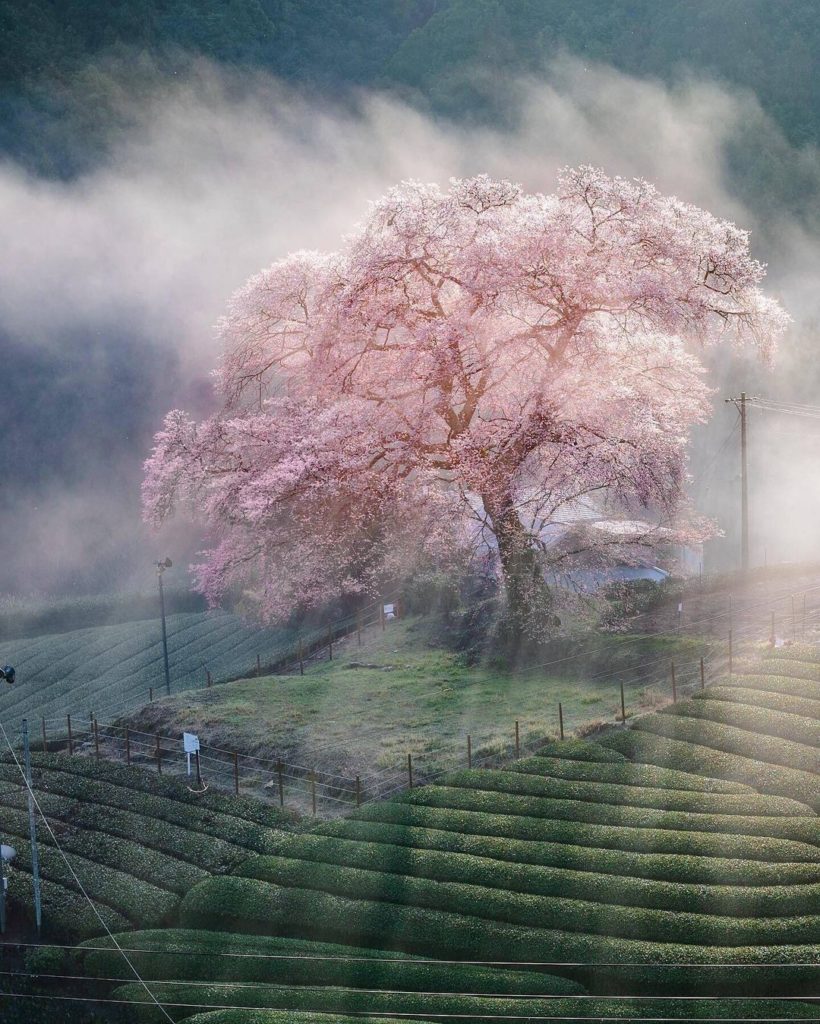 This dreamy scene is the “Ushinshiro no Mizumezakura,” a single cherry tree stan...