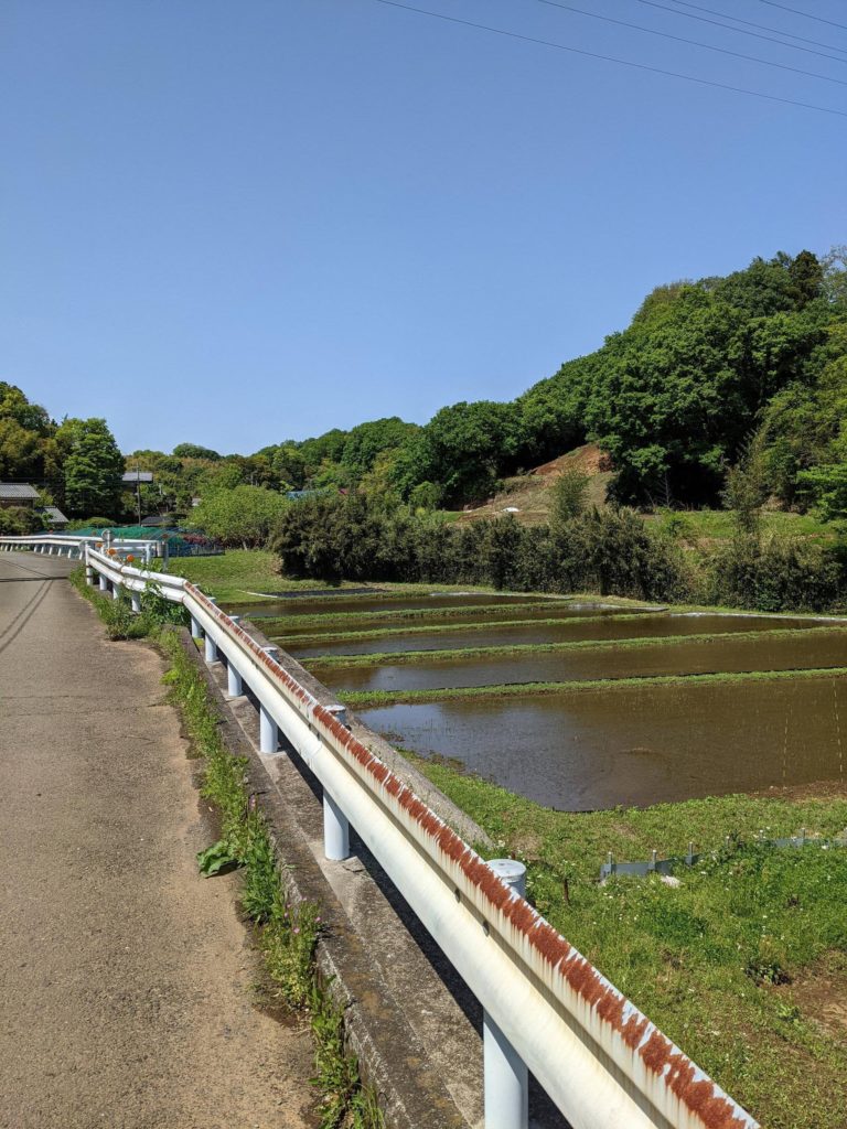 Small terraced rice field in Machida, Tokyo