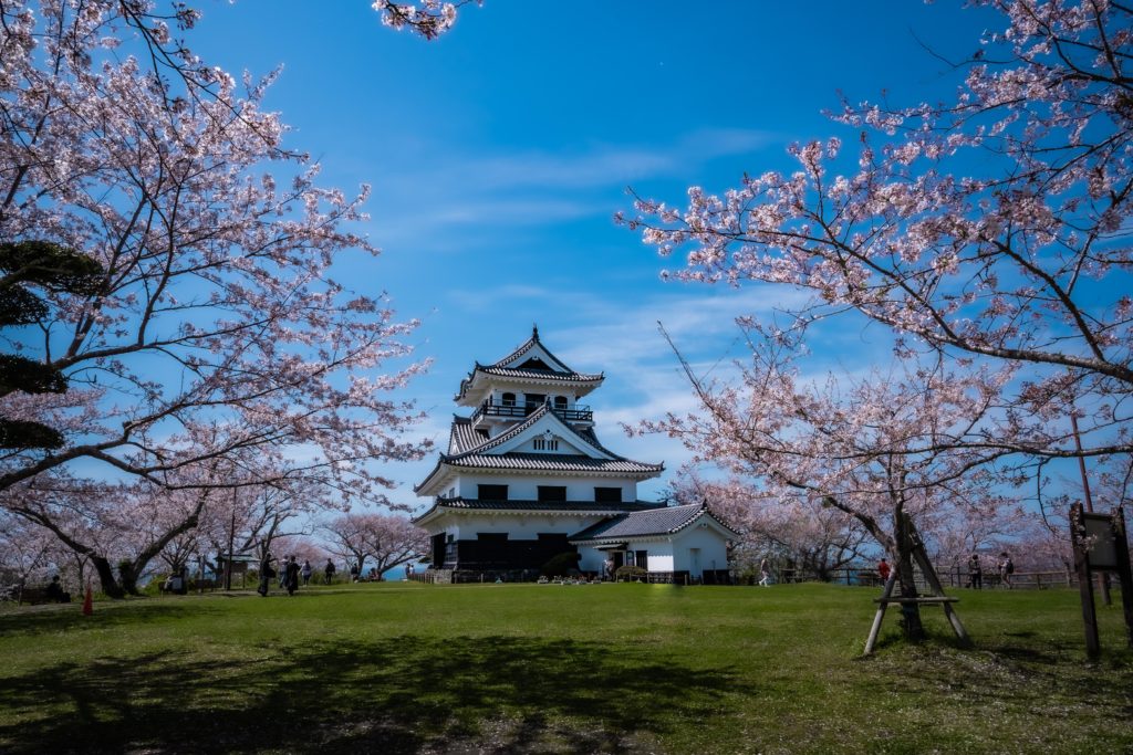 Cherry Blossoms In Chiba