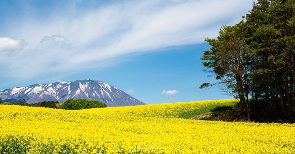 Bright yellow Canola fields in bloom around Shizukuishi, Iwate now.