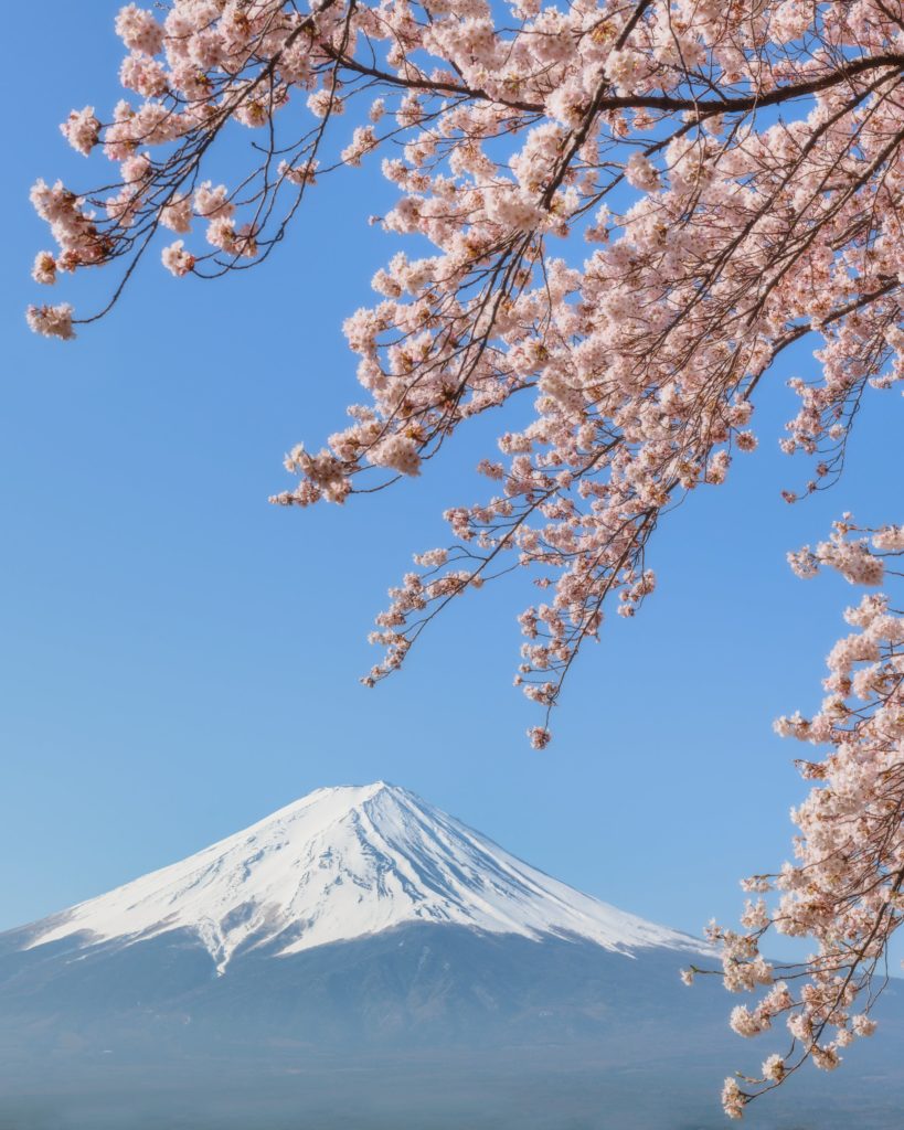 Mount Fuji and Cherry Blossoms
