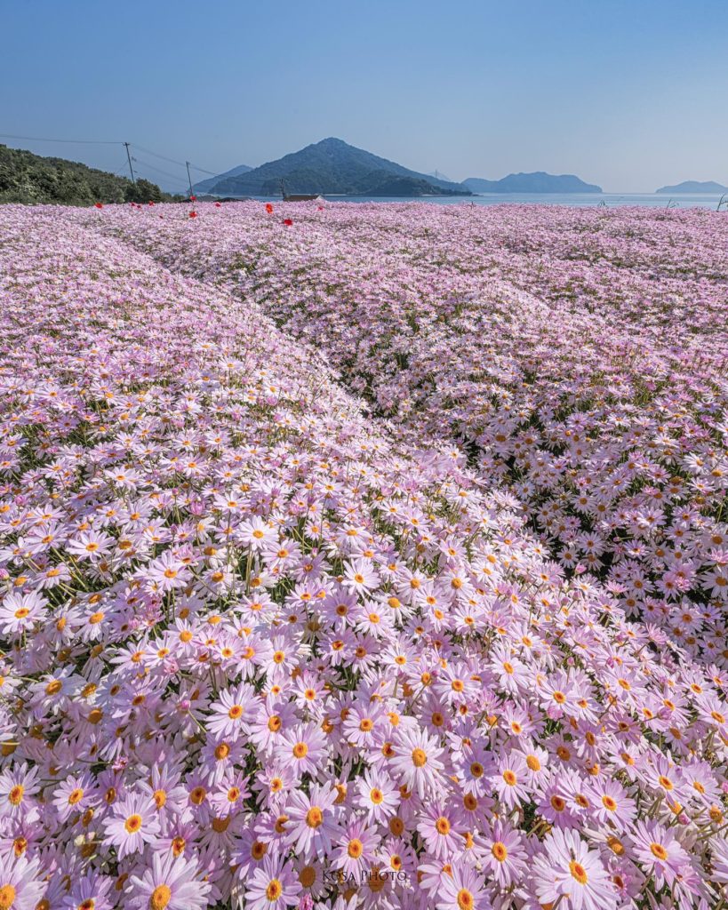 Flower Park Urashima