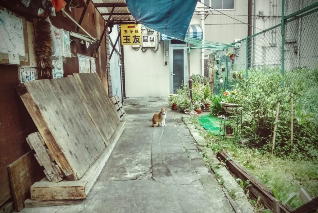 😼 patrolling his street