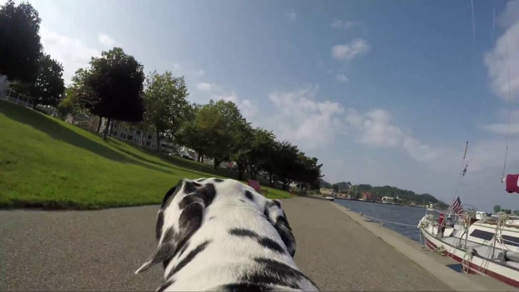 A Dog's View of the Grand Haven Area