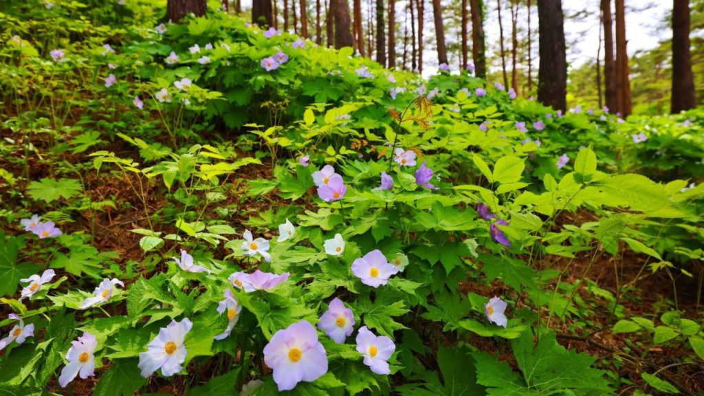 8K HDR 福島 半田山のシラネアオイ大群落と半田沼の花 Fukushima,Spring Flowers at Handayama