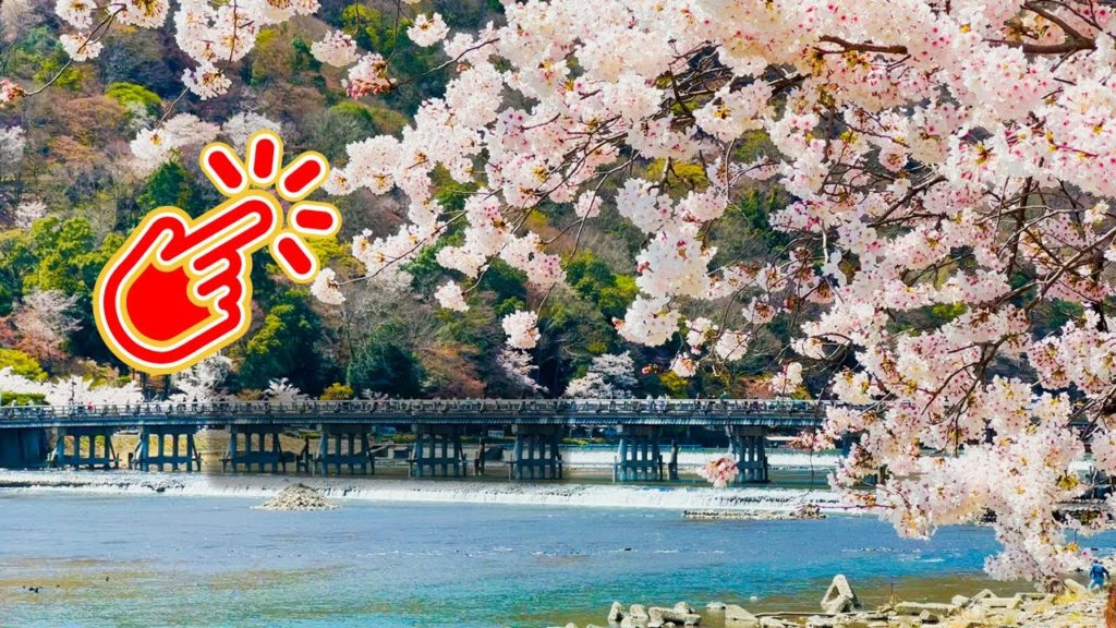 Japan's Most Beautiful Cherry Blossom in Kyoto 🌸 Gion Arashiyama 🌸 京都の満開の桜 嵐山 祇園 哲学の道 桜の名所 満開 花見おすすめ Japan's Most Beautiful Cherry Blossom in Kyoto 🌸 Gion Arashiyama 🌸 京都の満開の桜 嵐山 祇園 哲学の道 桜の名所 満開 花見おすすめ