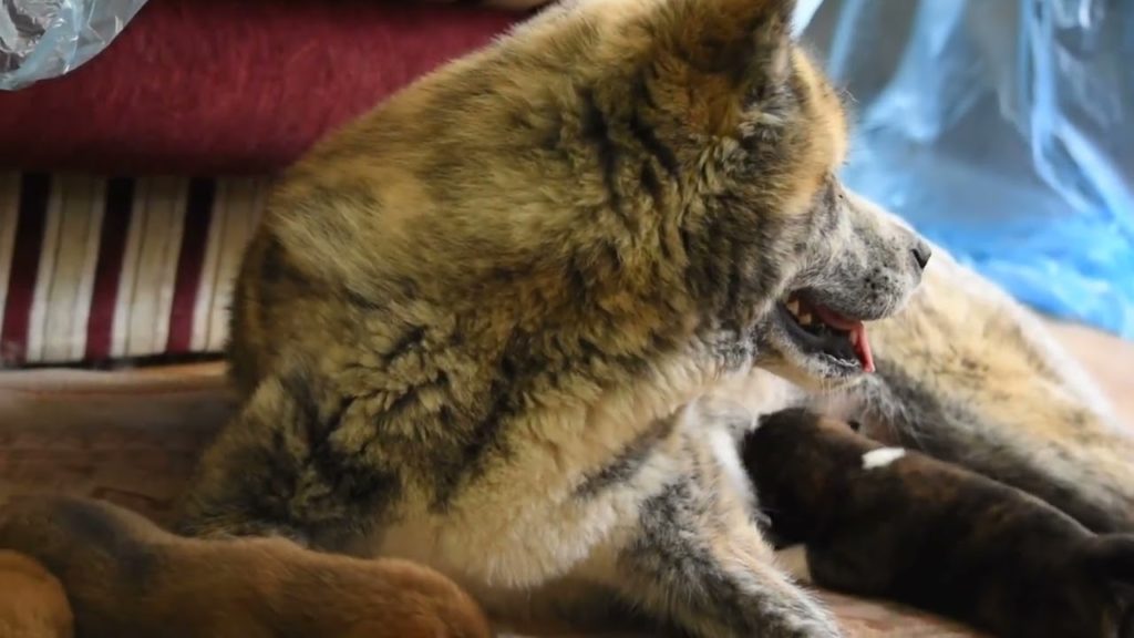 Чудеса света / Wonders of the World. Рождение и забота в семье Akita-ину Чудеса света / Wonders of the World. Рождение и забота в семье Akita-ину