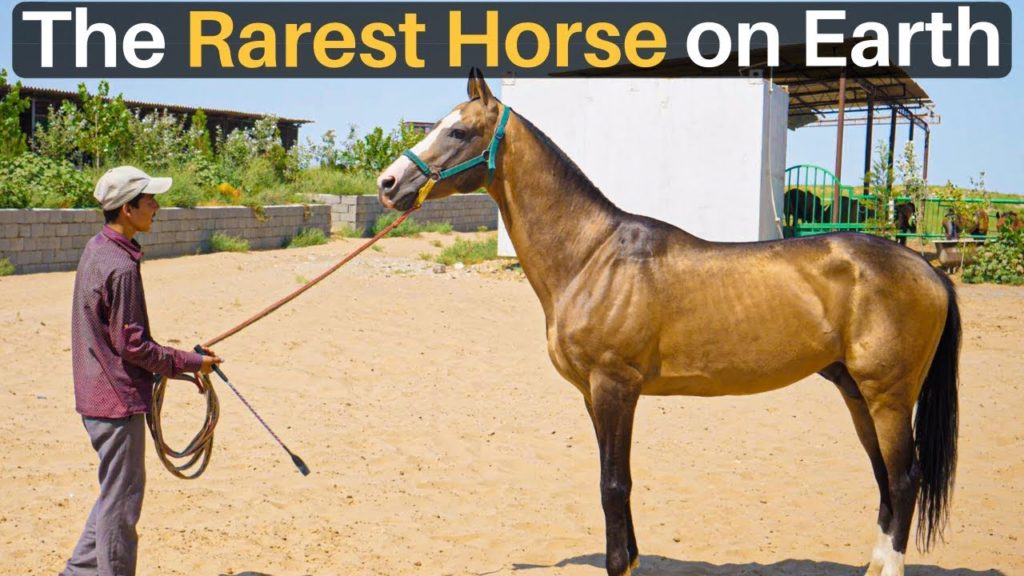 The RAREST HORSE on Earth (Akhal-Teke)