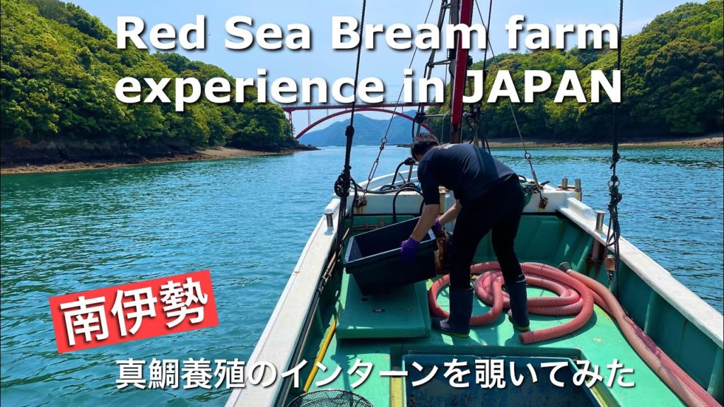 Red Sea Bream farm experience in JAPAN 真鯛養殖場の仕事を覗いてみた Red Sea Bream farm experience in JAPAN 真鯛養殖場の仕事を覗いてみた