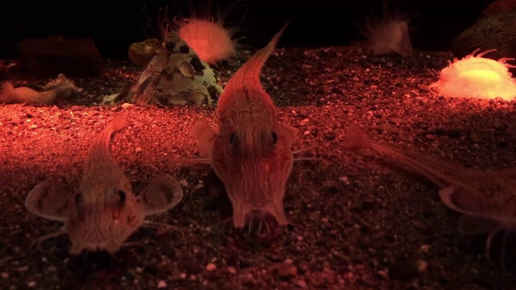 Rare! Enjoy Deep sea living organisms at Numazu Rare! Enjoy Deep sea living organisms at Numazu