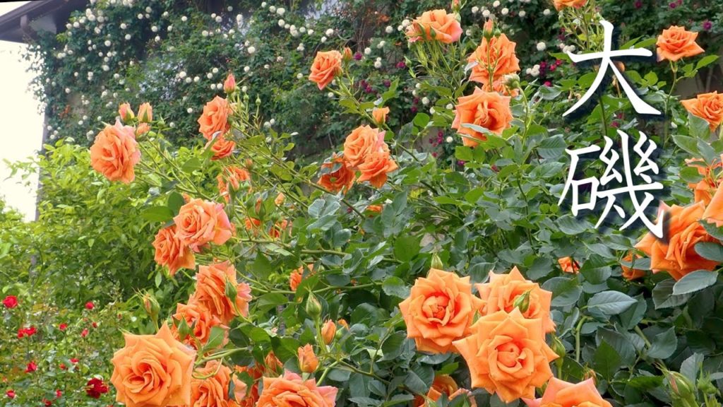 【Private Residence】 Private Gardens of Citizens in Ōiso. Open Garden 2022 #オープンガーデン #大磯 【Private Residence】 Private Gardens of Citizens in Ōiso. Open Garden 2022 #オープンガーデン #大磯