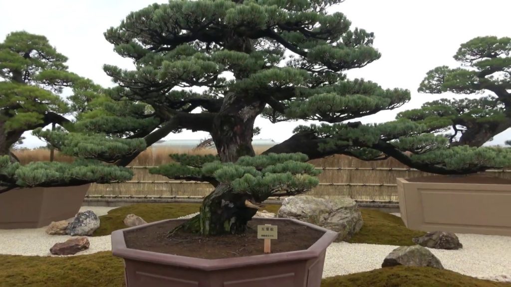 【二億円の超巨大盆栽】Super-giant bonsai