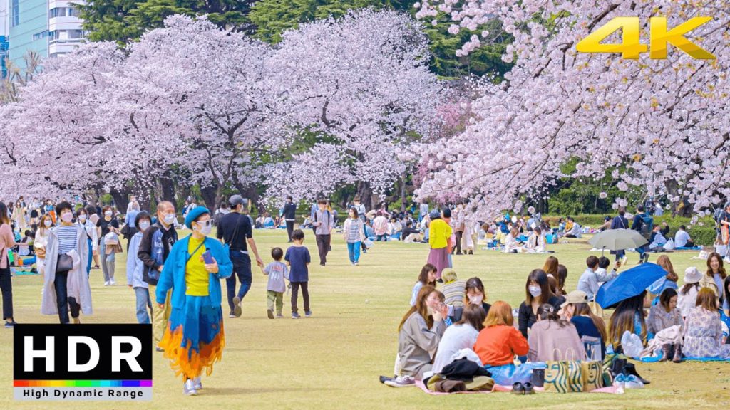 4K HDR // Tokyo Sakura 2022 – Shinjuku Gyoen National Garden 4K HDR // Tokyo Sakura 2022 - Shinjuku Gyoen National Garden