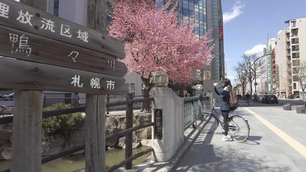 【4K】2022 日本 北海道 札幌 中央区 鴨々川 桜 散策【Binaural Audio】