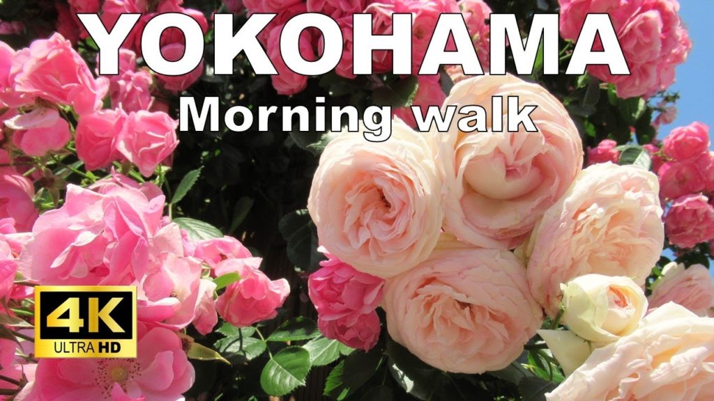 【4K】Yokohama Walking Tour – Yamashita Park – Travel Guide with captions 【4K】Yokohama Walking Tour - Yamashita Park - Travel Guide with captions