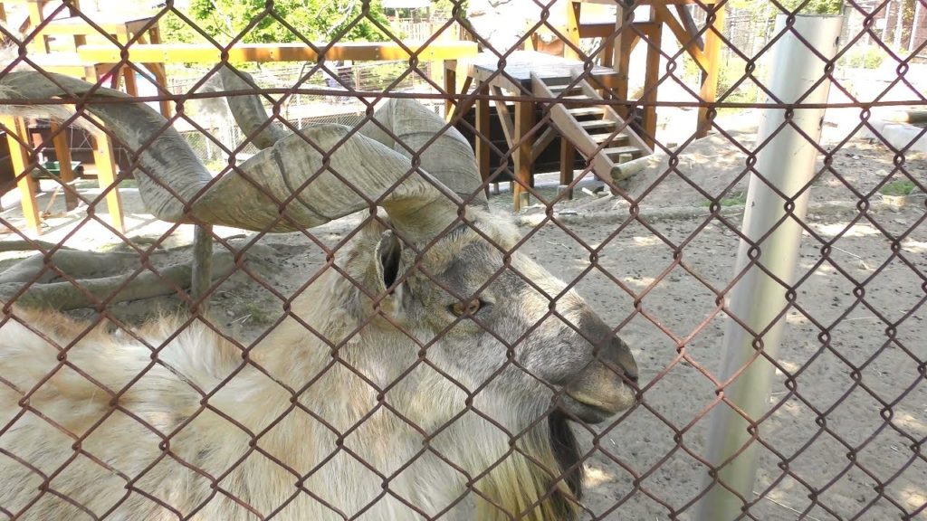 マーコール,秋田市大森山動物園,Markhol,Omoriyama Zoo,Akita,Japan