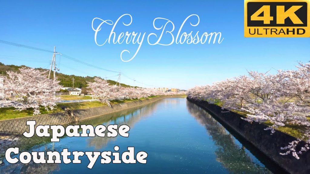[4K JAPAN 2022] Japanese Countryside In Cherry Blossom Season walking A Round I Japan Walk TV