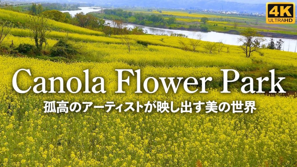 4K映像【菜の花の丘】孤高のアーティストが映し出す美の世界  日本の絶景と癒しのBGM  Japan Nagano Canola Flower Park  リラックス 音楽 旅行 観光